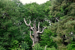 Alte-Eiche