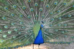 Pfau