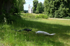 Schloss-Pfaueninsel-mit-Pfauen